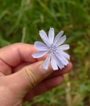 blue flowering dandelion,dandelion flower,medical blue Chicory herb close-up video,