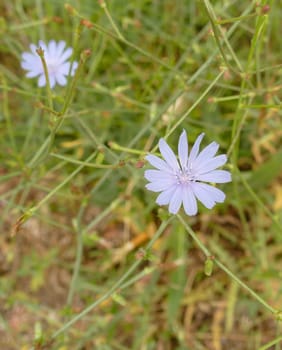 blue flowering dandelion,dandelion flower,medical blue Chicory herb close-up