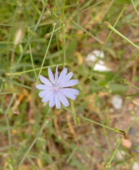blue flowering dandelion,dandelion flower,medical blue Chicory herb close-up