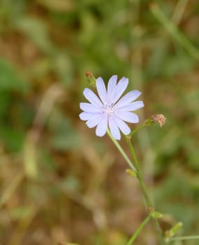 blue flowering dandelion,dandelion flower,medical blue Chicory herb close-up