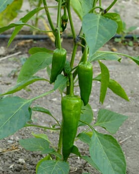 pepper plant, green version of capia pepper, green pepper that has not yet been fried, capia pepper for tomato paste,