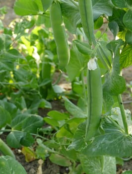 fresh peas in the vegetable garden, natural fresh peas, organic natural pea fruits,