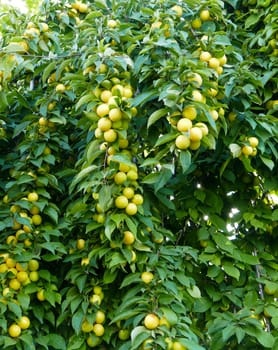 large amount of yellow ripe plums on plum tree,close-up yellow ripe plums,plums on branch close-up,