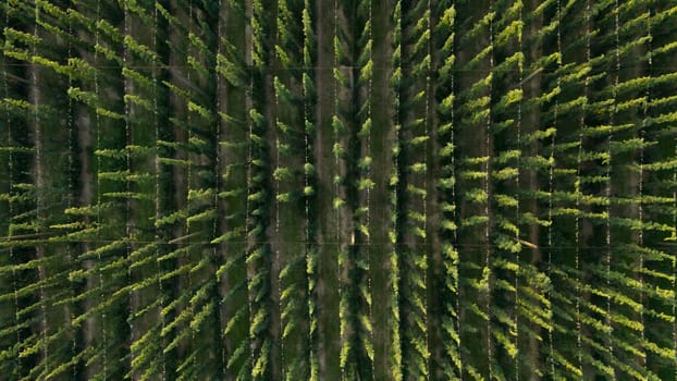 Aerial view to green hops farmyard for the production beer, food and drink concept