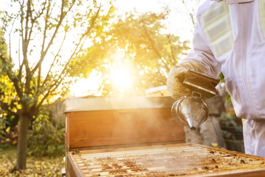 Beekeeper on an apiary, beekeeper is working with bees and beehives on an apiary, beekeeping or apiculture concept