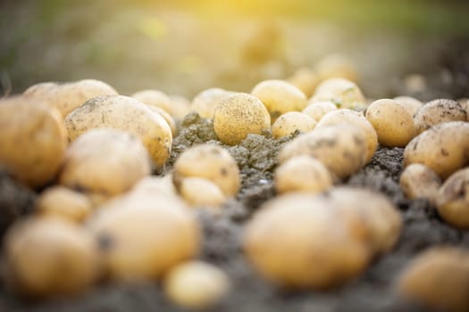 Close up of fresh organic potatoes in a field, agriculture concept