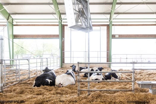 Cows in a farm, dairy cows laying on a fresh hay, concept of modern farm cowshed