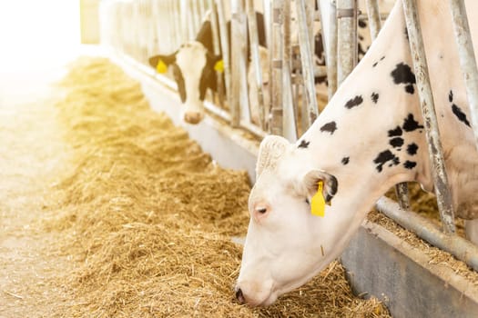 Agricultural concept, diary cows eating hay in modern free livestock stall or cowshed for distibution of milk, animal and food concept