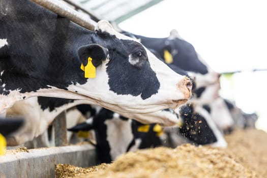 Cows in a farm, dairy cows laying on a fresh hay, concept of modern farm cowshed