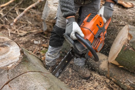 Young man cutting a huge felled wood by chainsaw, create winter wood stocks, industrial concept