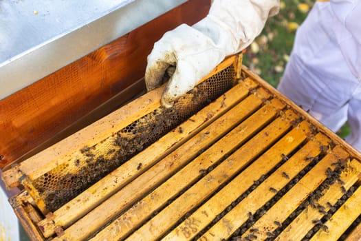 Beekeeper on apiary, beekeeper is working with bees and beehives on the apiary, beekeeping or apiculture concept