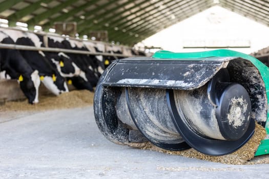 Automatic feed dispenser for cows, modern an agricultural cow farm, food and animal concept