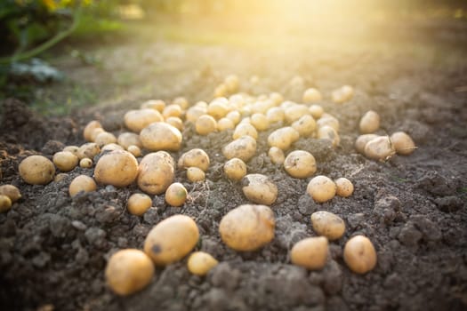 Close up of fresh organic potatoes in a field, agriculture concept