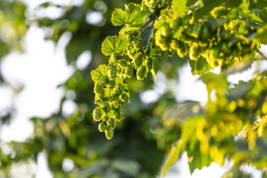 Close up of fresh, green ripe hops cones for the beer production in the farmyard, ingredient for beer