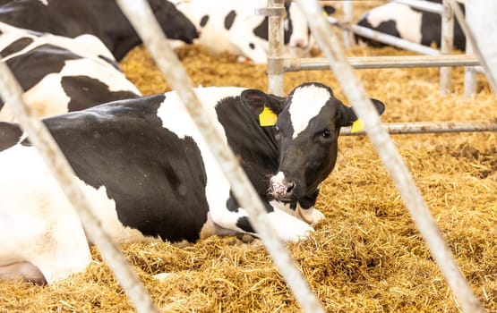 Agricultural concept, diary cows eating hay in modern free livestock stall or cowshed for distibution of milk, animal and food concept