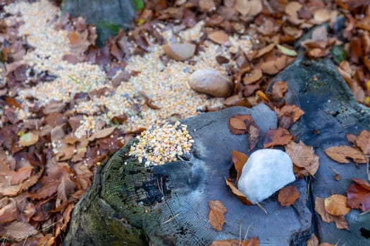 Close up of salt and corn for the deer and wild animals, animal food concept