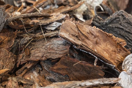 Close up of fresh tree bark from a tree, nature concept