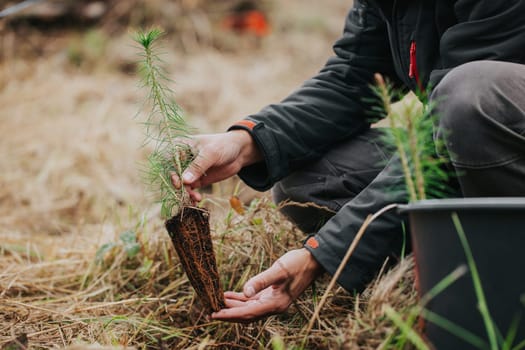 Man planting young tree seedling of conifer in a forest, save the planet, oxygen for the planet, nature concept