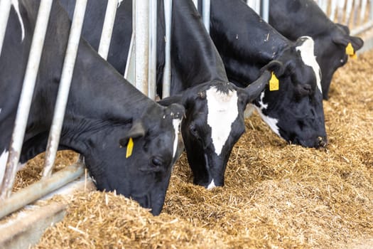 Cows in a farm, dairy cows laying on a fresh hay, concept of modern farm cowshed