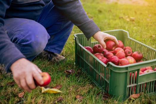 A farmer with freshly harvested apples in box, agriculture and gardening concept