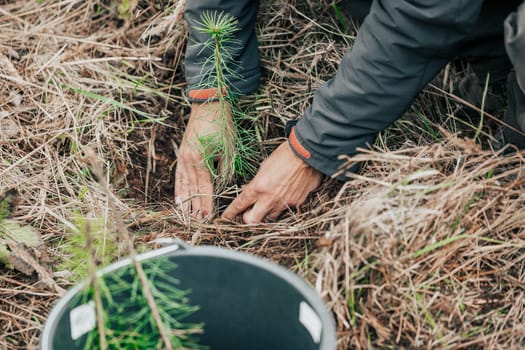 Man planting young tree seedling of conifer in a forest, save the planet, oxygen for the planet, nature concept