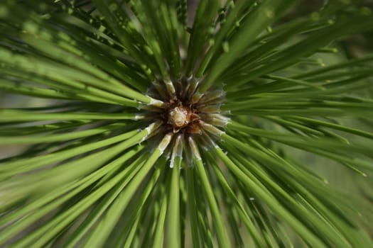 Freshness, nature and outdoors concept. Latin: Pinus sylvestris. The Spruce. Pine branch detail. pine needle close up