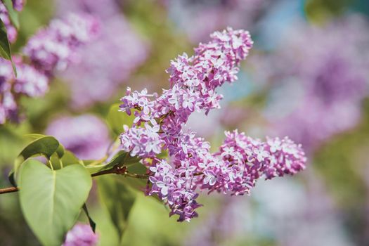 Spring tender branch of lilac on a blurred background, image for wallpaper, spring romatic fresh mood.Beautiful blurred lilac flowers background.Soft focus