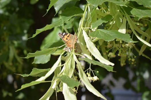Linden tree and blossoms. A butterfly collecting pollen. Vanessa cardui, painted lady butterfly on linden flowers closeup