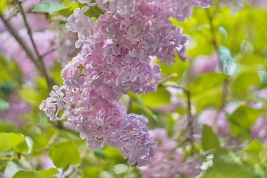 Spring tender branch of lilac on a blurred background, image for wallpaper, spring romatic fresh mood.Beautiful blurred lilac flowers background.Soft focus