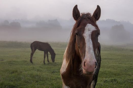 brown horse and foal in the fog on a summer morning in the meadow.
