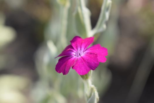 Carnation glory pink purple flower for alpine hills in garden. Carnation clove purple, plant in garden blurred background. Purple pink flowers card