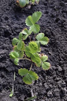 Agriculture, gardening concept. Strawberries in the garden. Growing strawberries. New harvest of sweet fresh strawberry, growing outside in soil on farm. Green strawberry leaves on sunny day.