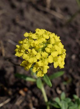 Gold alissum or borax. Blossoming Alissum (the Alison, Gmelina) in the garden. Flowers