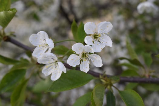 White flowers on a tree. White blossoms with blurred green background. Flowering branch in blooming spring garden. Flowers close-up in early spring