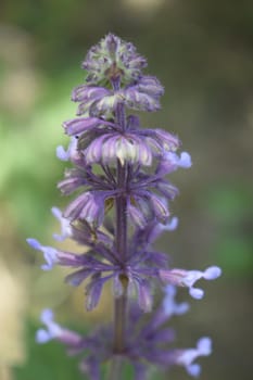 Blue flower Lupinus angustifolius. Wolf beans