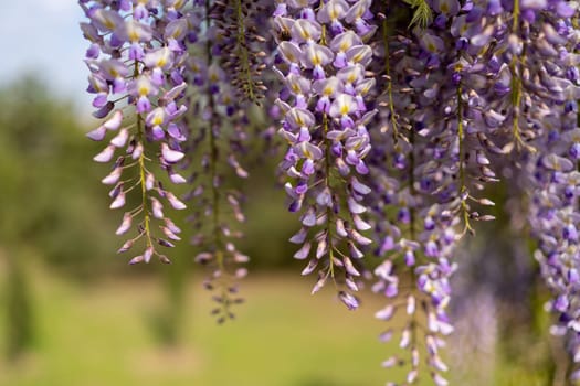 Blooming Wisteria Sinensis with classic purple flowers in full bloom in hanging racemes against a green background. Garden with wisteria in spring