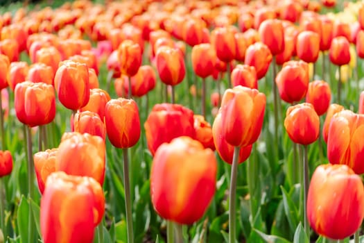 Orange tulips spring blossoming, bokeh flower background, pastel and soft floral card, selective focus.