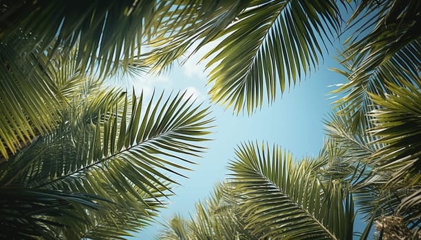 Tropical palm leaves frame in blue sky.Palm sunday concept: Leaves frame of coconut branches with cloudy blue sky background summer Holiday concept. Template vacation and travel,tourism space for text
