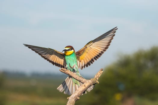 beautiful bird sits on a branch spreading its wings, wild nature