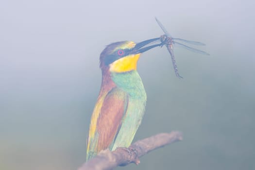 beautiful bird with prey in its beak in the fog,wild nature