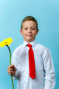 a happy first grader in a white shirt holds a flower in his hands. A cute Caucasian boy goes to school with a bouquet of flowers. Mothers' Day. Schoolboy. September 1, for the first time in the first class and on a blue background, vertical photo