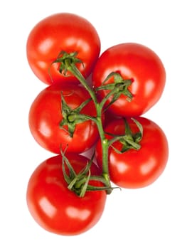 Branch of fresh tomatoes with water droplets isolated on white