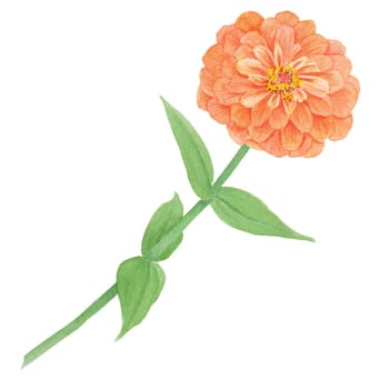 Garden orange Zinnia watercolor illustration. Hand drawn botanical painting, floral sketch. Colorful flower clipart for summer or autumn design of wedding invitation, prints, greetings, sublimation, textile