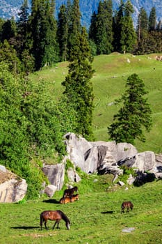 Horses grazing in Himalayas mountains. Kullu valley, Himachal Pradesh, India