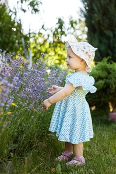 cute baby girl in dress in lavender in sunny summer day