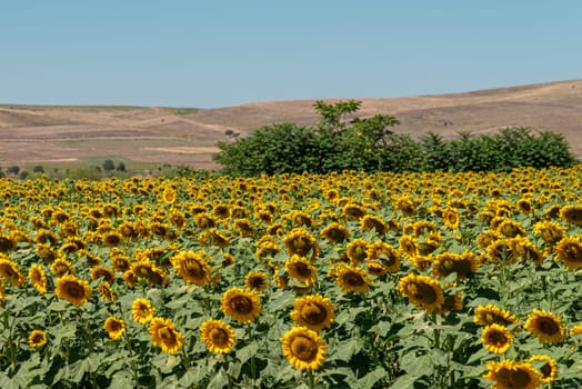 Organic sunflower field against sunny and blue sky