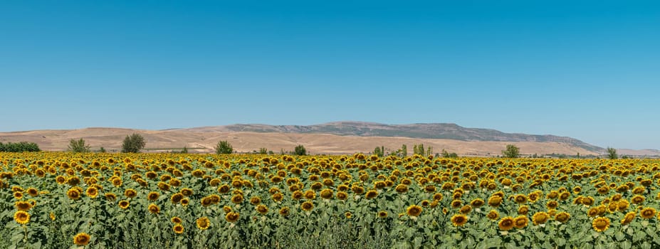 Organic sunflower field against sunny and blue sky