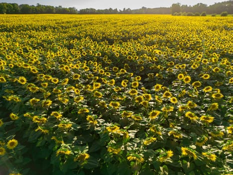 Sunset Aerial View Sunflower field, High quality 4k photo