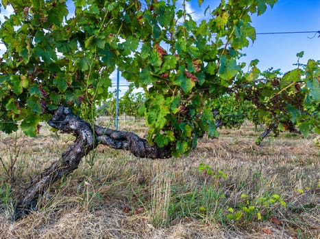 FRANCE, GIRONDE, TARGON, ATTACK OF DOWNY MILDEW ON AN OLD VINE IN THE SUMMER OF 2023, 90 PERCENT OF BORDEAUX VINEYARDS ARE AFFECTED BY THIS DISEASE