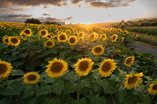 Sunflower fields in warm evening light, Charente, France, High quality photo